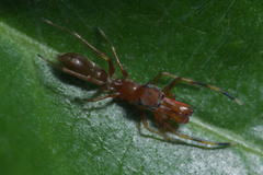 Salticidae