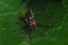 Salticidae