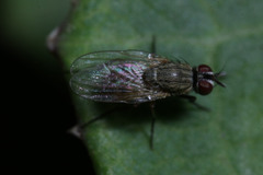 Diptera