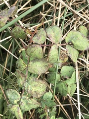 Lonicera hispidula
