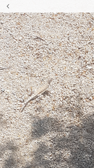 Callisaurus draconoides rhodostictus