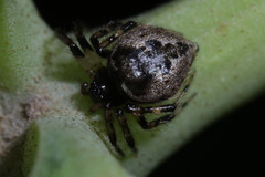Araneae