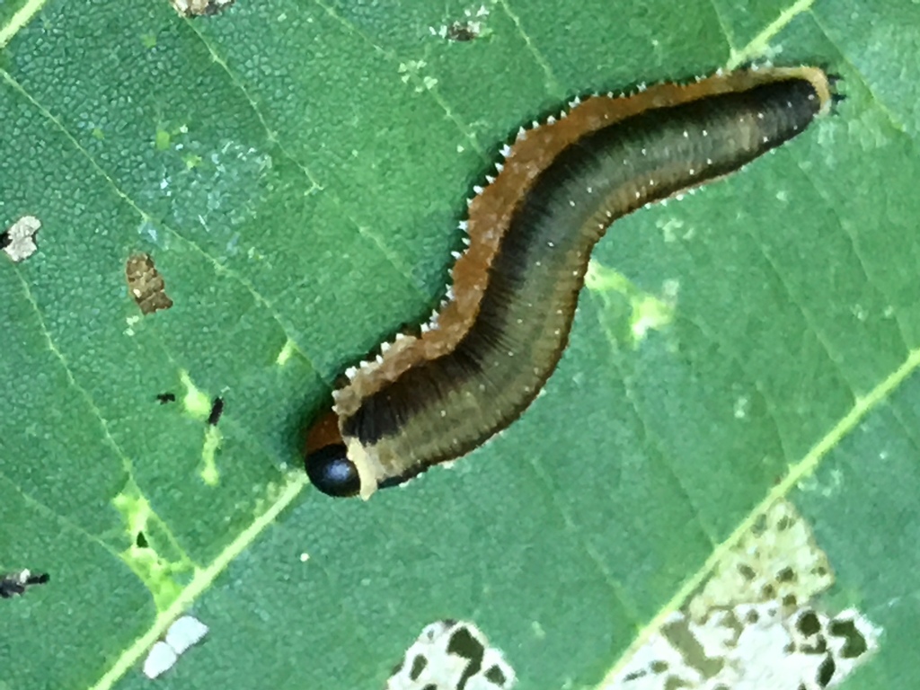 fringed birch sawfly
