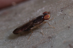 Diptera