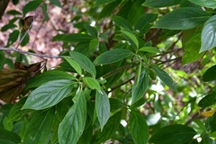 Cornus disciflora