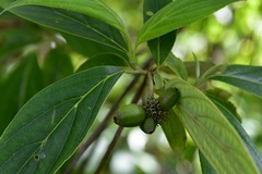 Cornus disciflora
