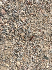 Pseudomethoca propinqua