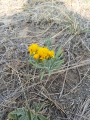 Picradeniopsis oppositifolia