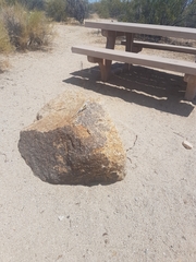 Callisaurus draconoides rhodostictus