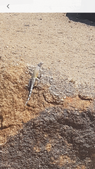 Callisaurus draconoides rhodostictus