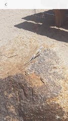 Callisaurus draconoides rhodostictus