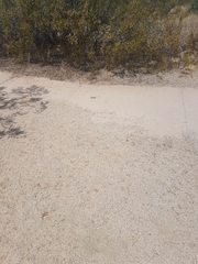 Callisaurus draconoides rhodostictus