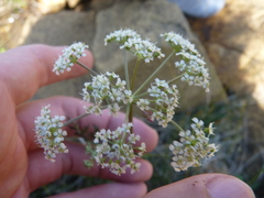 Conioselinum chinense