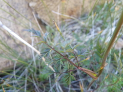 Conioselinum chinense