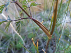 Conioselinum chinense