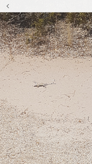 Callisaurus draconoides rhodostictus