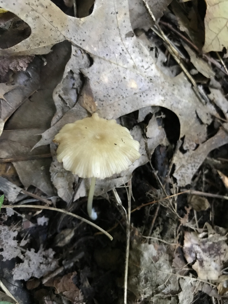 Entoloma subserrulatum from Brown County, US-IN, US on August 16, 2020 ...