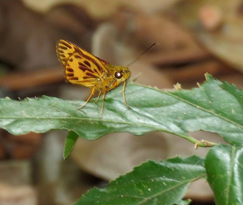 Misius misius