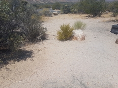 Callisaurus draconoides rhodostictus