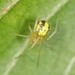 Theridion - Photo (c) Jason M Crockwell, algunos derechos reservados (CC BY-NC-ND), uploaded by Jason M Crockwell