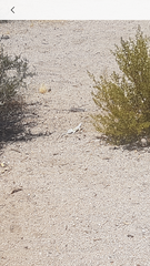 Callisaurus draconoides rhodostictus