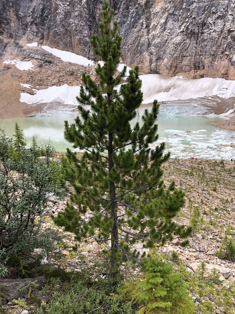 Interior Lodgepole Pine from Jasper National Park, AB, CA on August 20, 2020 at 1057 AM by