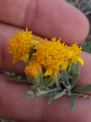 Picradeniopsis oppositifolia