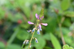 Desmodium pringlei