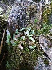 Notogrammitis givenii