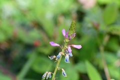 Desmodium pringlei