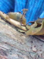 Arion intermedius