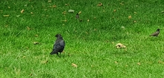 Corvus corone