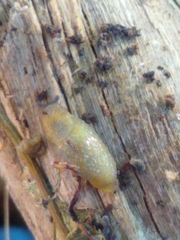 Arion intermedius
