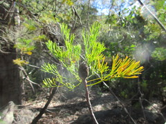 Isopogon anethifolius