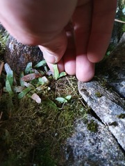 Notogrammitis givenii