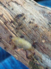 Arion intermedius