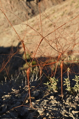 Eriogonum fusiforme
