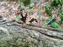 Megarhyssa atrata