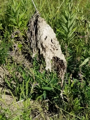 Dolichovespula maculata