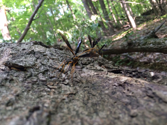 Megarhyssa atrata