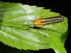 Oberea tripunctata