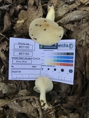 Lactarius yazooensis