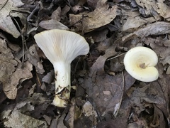 Lactarius yazooensis