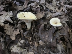 Lactarius yazooensis