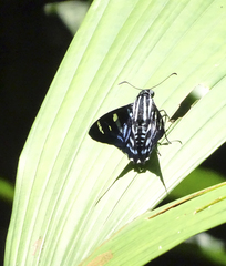 Jemadia pseudognetus
