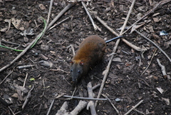 Hypsiprymnodon moschatus