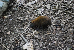 Hypsiprymnodon moschatus