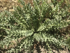 Cirsium fontinale