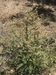 Cirsium fontinale
