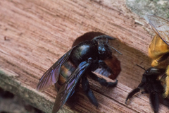 Xylocopa nigrocincta